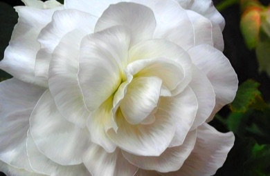 Begonia
